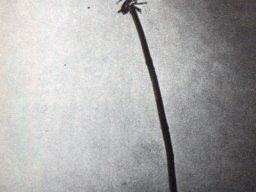 Villiger Hanna - Objekt III 1975